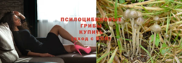 ПСИЛОЦИБИНОВЫЕ ГРИБЫ Богданович